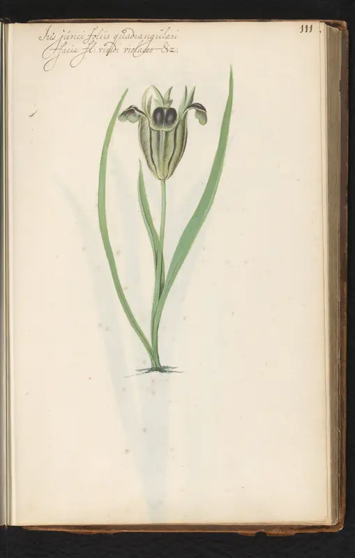 Groenbloemige lis (iris) Wall Art by anonymous - High-Resolution Digital Print