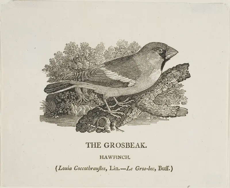 Grosbeak Wall Art by Thomas Bewick - High-Resolution Digital Print