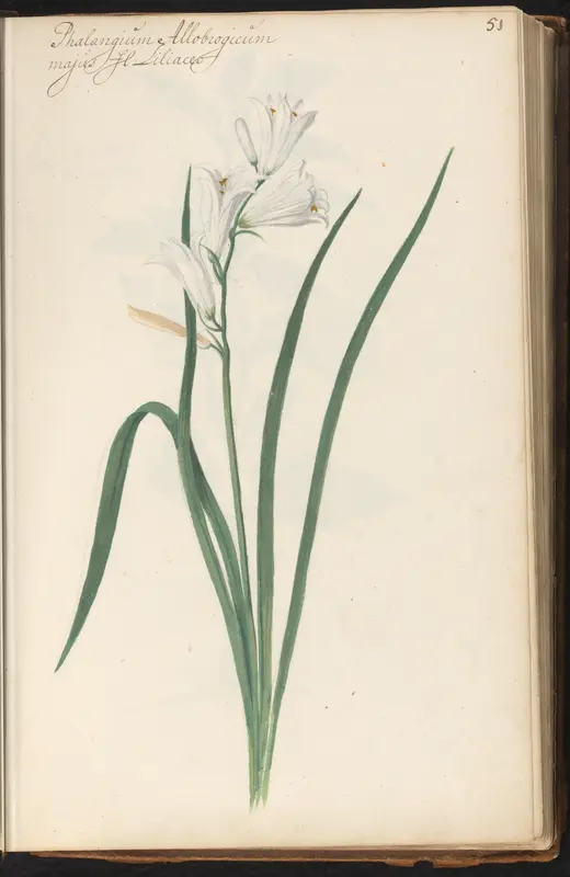 Grote graslelie (Anthericum liliago) Wall Art by anonymous - High-Resolution Digital Print