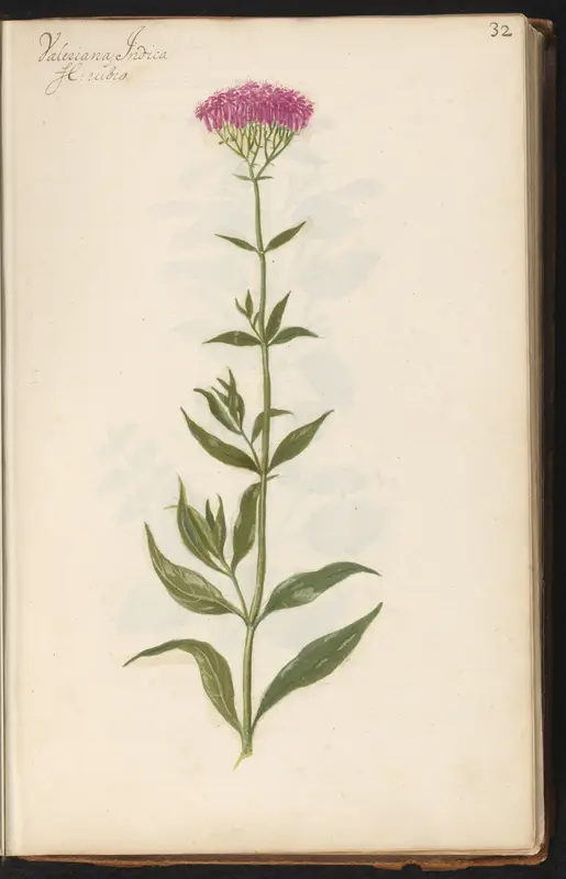 Grote valeriaan (Valeriana officinalis) Wall Art by anonymous - High-Resolution Digital Print