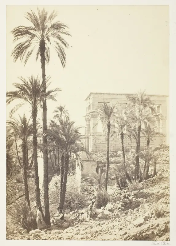 Group of Palms Wall Art by Francis Frith - High-Resolution Digital Print
