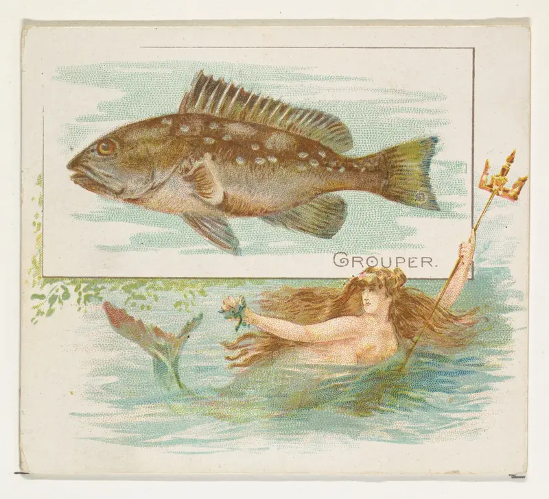 Grouper, from Fish from American Waters series (N39) for Allen & Ginter Cigarettes Wall Art by Allen & Ginter - High-Resolution Digital Print