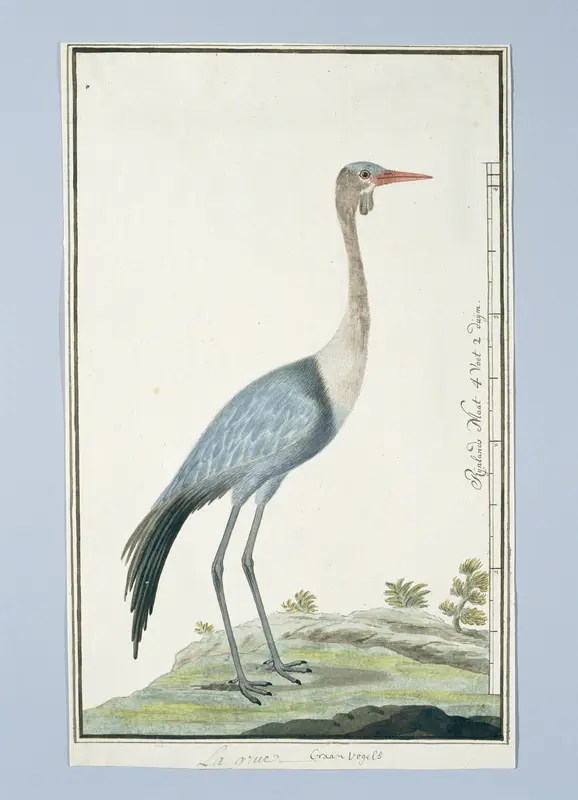 Grus carunculatus/ Bugeranus carunculatus (Wattled crane Wall Art by Robert Jacob Gordon - High-Resolution Digital Print