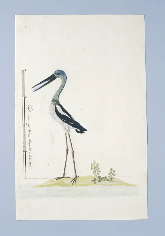 Grus rubicunda (Brolgakraanvogel) Wall Art by Unknown - High-Resolution Digital Print