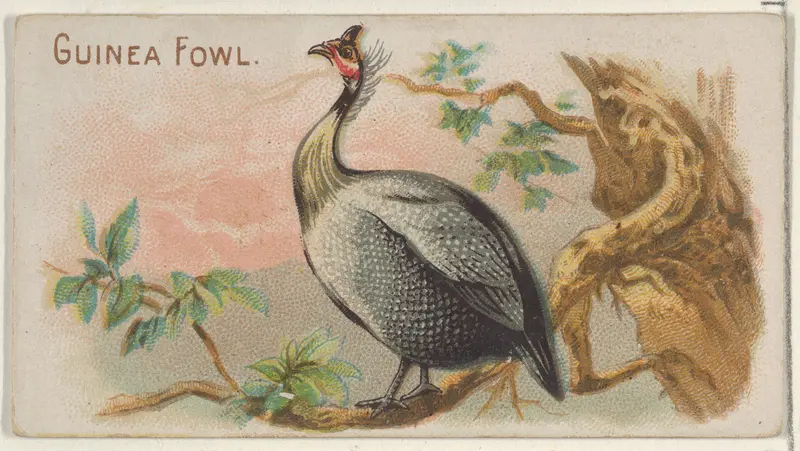 Guinea Fowl, from the Prize and Game Chickens series (N20) for Allen & Ginter Cigarettes Wall Art by Allen & Ginter - High-Resolution Digital Print