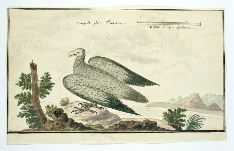 Gyps coprotheres (Kaapse gier) Wall Art by Robert Jacob Gordon - High-Resolution Digital Print