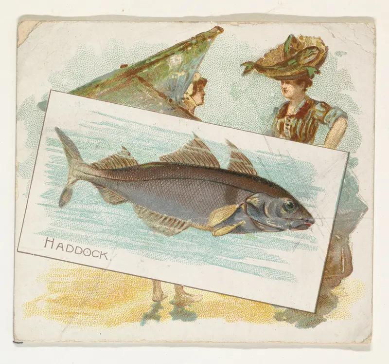 Haddock, from Fish from American Waters series (N39) for Allen & Ginter Cigarettes Wall Art by Allen & Ginter - High-Resolution Digital Print