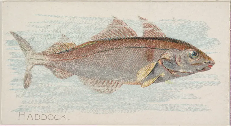 Haddock, from the Fish from American Waters series (N8) for Allen & Ginter Cigarettes Brands Wall Art by Allen & Ginter - High-Resolution Digital Print