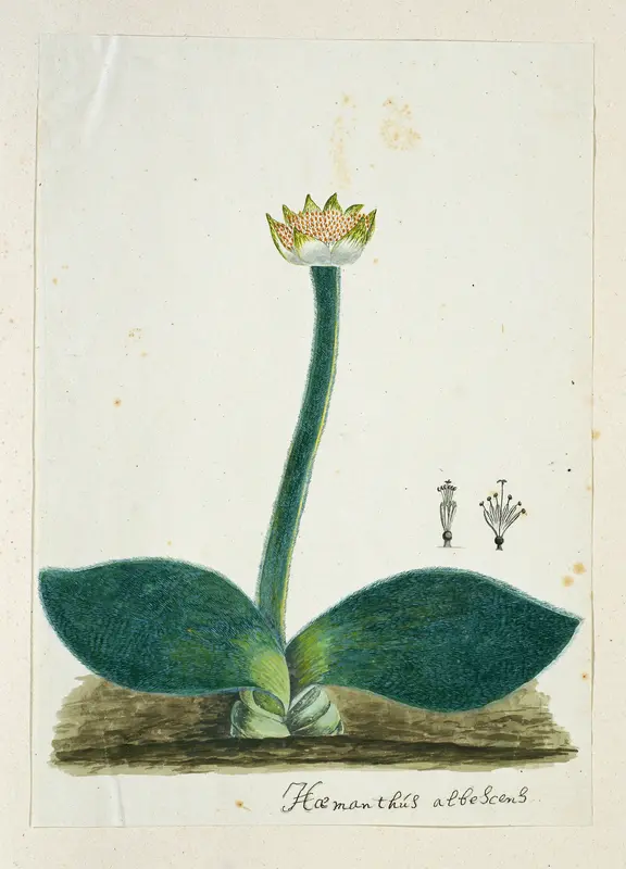 Haemanthus albiflos (Paintbrush) Wall Art by Robert Jacob Gordon - High-Resolution Digital Print
