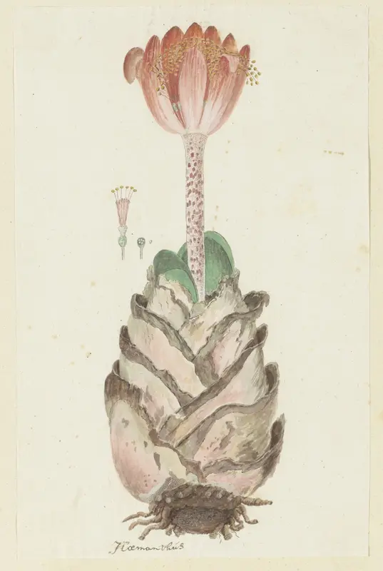 Haemanthus coccineus L. Wall Art by Robert Jacob Gordon - High-Resolution Digital Print