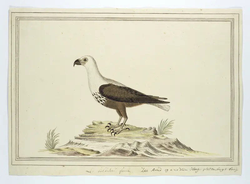 Haliaetus vocifer (Afrikaanse zeearend) Wall Art by Robert Jacob Gordon - High-Resolution Digital Print
