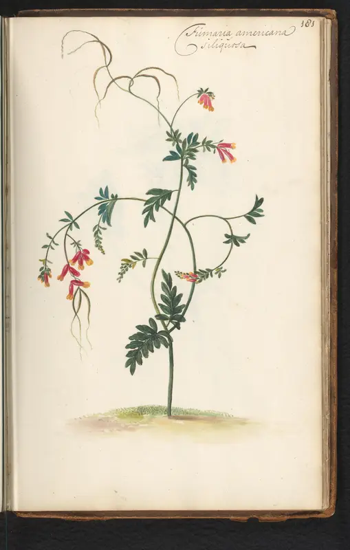 Harlequin corydalis Wall Art by anonymous - High-Resolution Digital Print