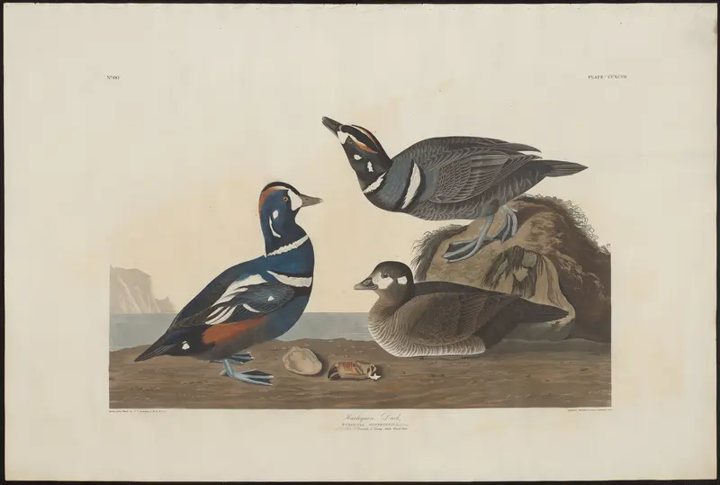 Harlequin Duck Wall Art by Robert Havell - High-Resolution Digital Print