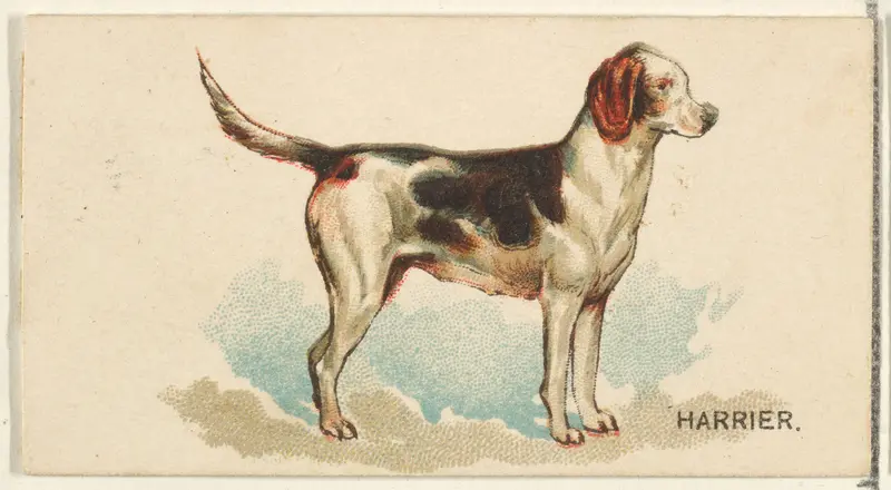 Harrier, from the Dogs of the World series for Old Judge Cigarettes Wall Art by Goodwin & Company - High-Resolution Digital Print