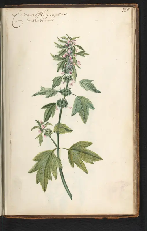 Hartgespan (Leonurus cardiaca) Wall Art by anonymous - High-Resolution Digital Print