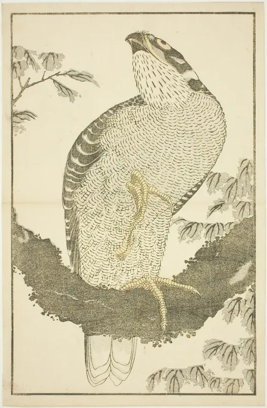 Hawk, from The Picture Book of Realistic Paintings of Hokusai (Hokusai shashin gafu)