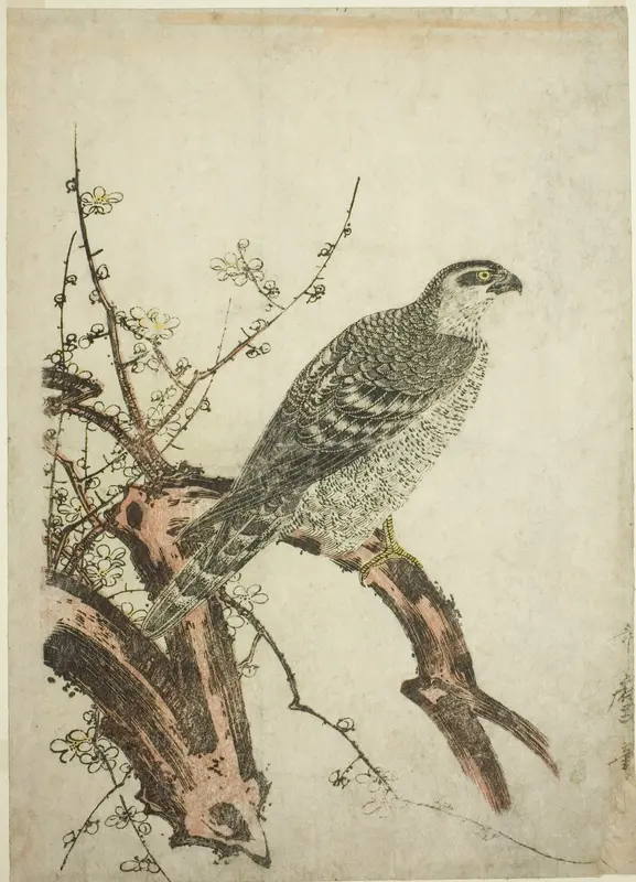 Hawk on a Plum Branch