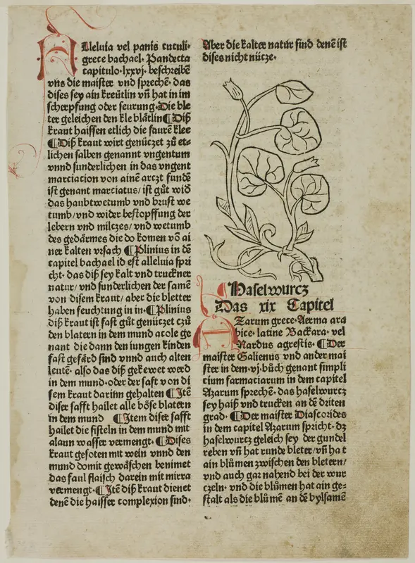 Hazelwort from Gart der Gesundheit (Garden of Health), Plate 16 from Woodcuts from Books of the 15th Century Wall Art by Unknown artist - High-Resolution Digital Print