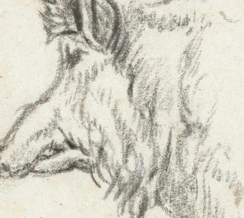 Head of a Female Wild Boar, Facing Left Wall Art by Paulus Potter - High-Resolution Digital Print