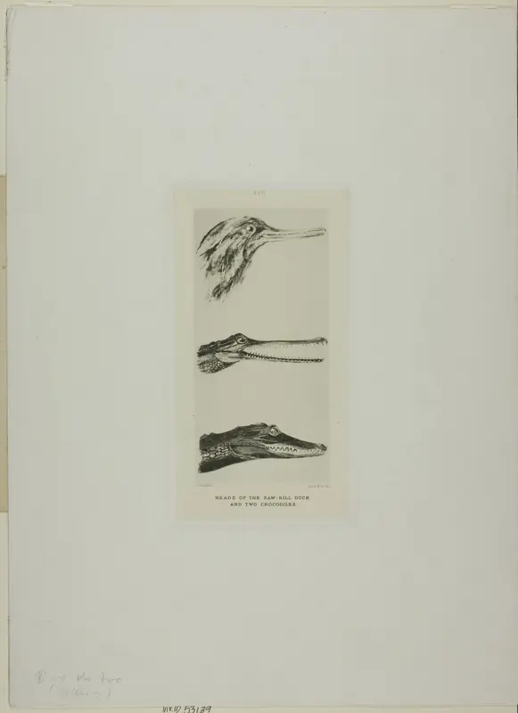 Heads of Saw-Bill Duck and Two Crocodiles Wall Art by John Ruskin - High-Resolution Digital Print
