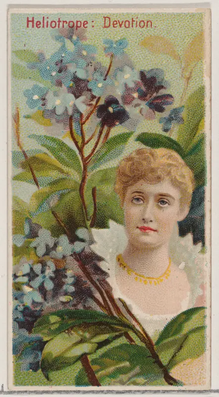 Heliotrope: Devotion, from the series Floral Beauties and Language of Flowers (N75) for Duke brand cigarettes Wall Art by American Tobacco Company - High-Resolution Digital Print