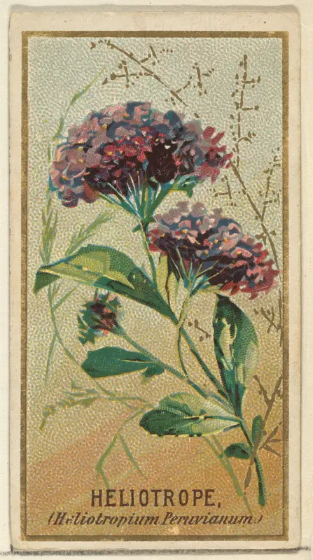 Heliotrope (Heliotropium Peruvianum), from the Flowers series for Old Judge Cigarettes Wall Art by Goodwin & Company - High-Resolution Digital Print