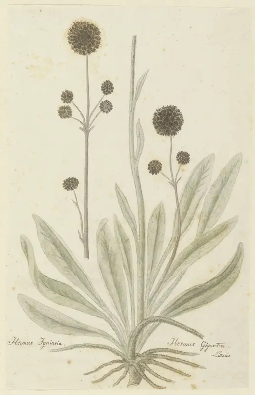 Hermas igniaria of Hermas gigantea (Tontelblaar) Wall Art by Robert Jacob Gordon - High-Resolution Digital Print