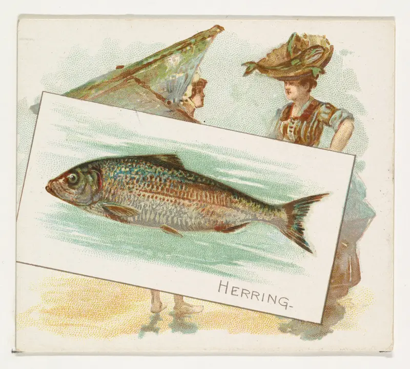 Herring, from Fish from American Waters series (N39) for Allen & Ginter Cigarettes Wall Art by Allen & Ginter - High-Resolution Digital Print