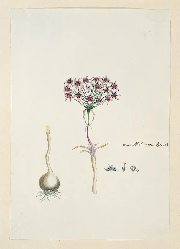 Hessea cinnamomea (L'Hérit.) Durand & Schinz. Wall Art by Robert Jacob Gordon - High-Resolution Digital Print