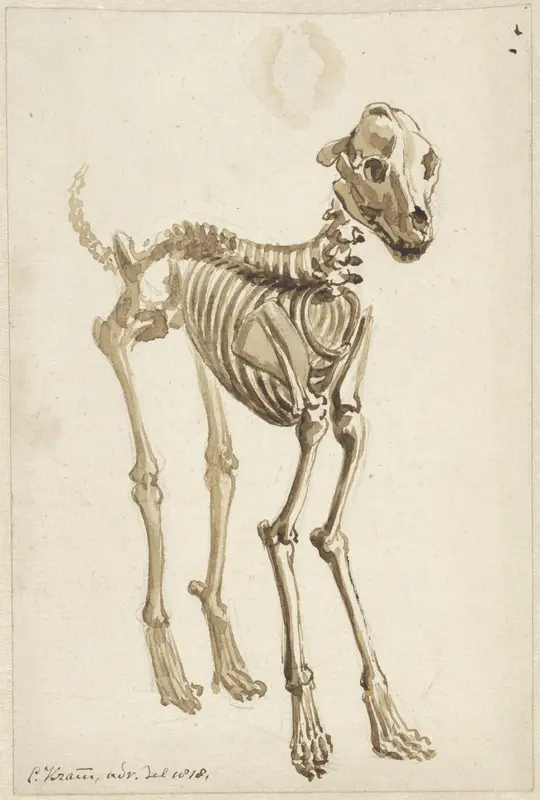 Het skelet van een hond, schuin van voren Wall Art by Christiaan Kramm - High-Resolution Digital Print