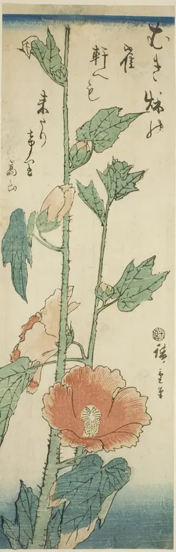Hibiscus