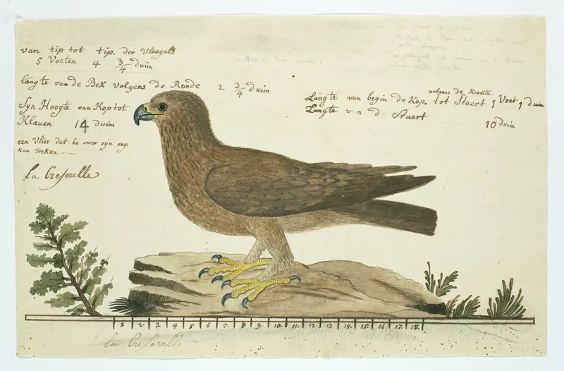Hieraaetus pennatus (Booted eagle) Wall Art by Robert Jacob Gordon - High-Resolution Digital Print