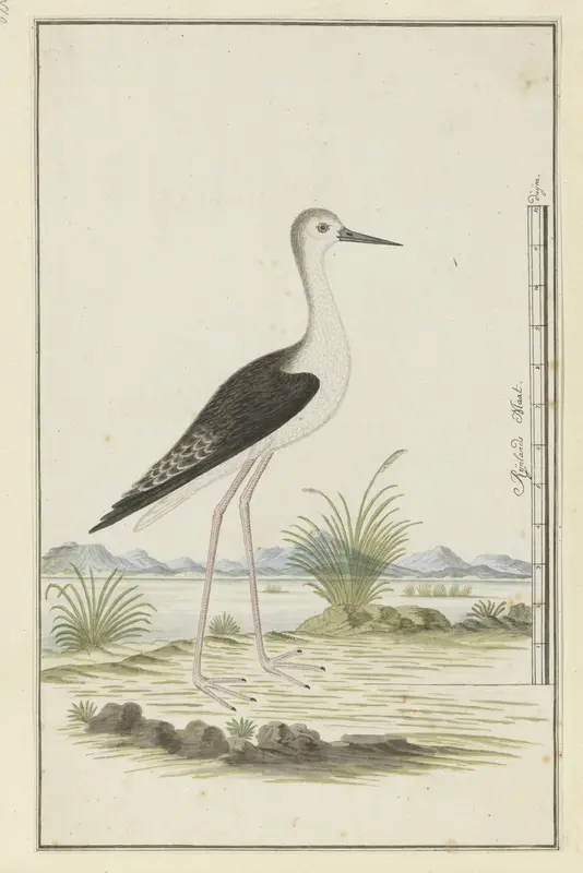 Himantopus himantopus ? (Black-winged stilt) Wall Art by Robert Jacob Gordon - High-Resolution Digital Print