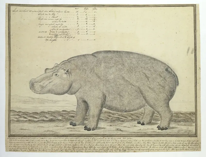 Hippopotamus amphibius capensis (Nijlpaard; vrouwelijk) Wall Art by Robert Jacob Gordon - High-Resolution Digital Print