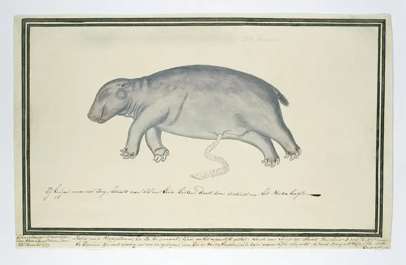 Hippopotamus amphibius foetus (Hippopotamus) Wall Art by Robert Jacob Gordon - High-Resolution Digital Print