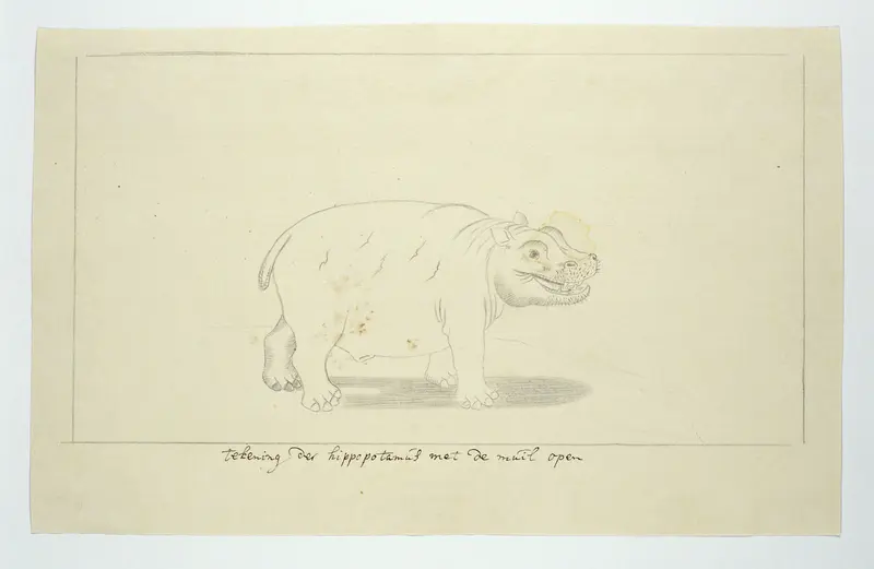 Hippopotamus amphibius (Nijlpaard) Wall Art by Robert Jacob Gordon - High-Resolution Digital Print