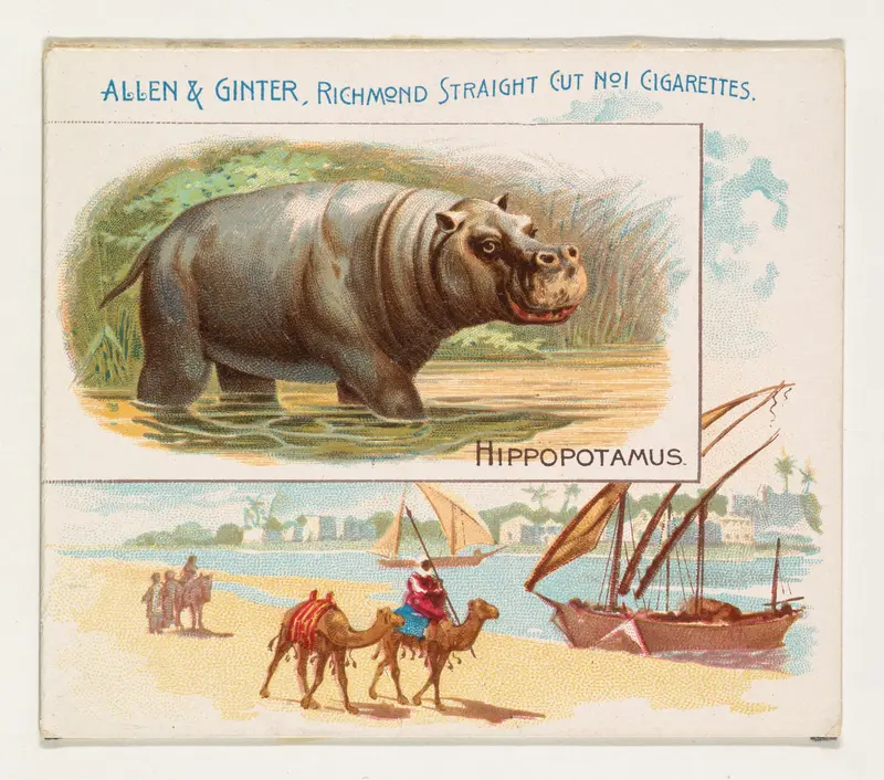 Hippopotamus, from Quadrupeds series (N41) for Allen & Ginter Cigarettes Wall Art by Allen & Ginter - High-Resolution Digital Print