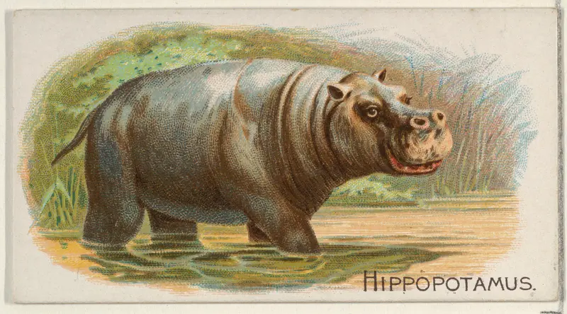Hippopotamus, from the Quadrupeds series (N21) for Allen & Ginter Cigarettes Wall Art by Allen & Ginter - High-Resolution Digital Print