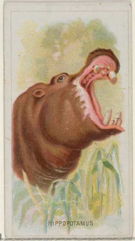 Hippopotamus, from the Wild Animals of the World series (N25) for Allen & Ginter Cigarettes Wall Art by Allen & Ginter - High-Resolution Digital Print