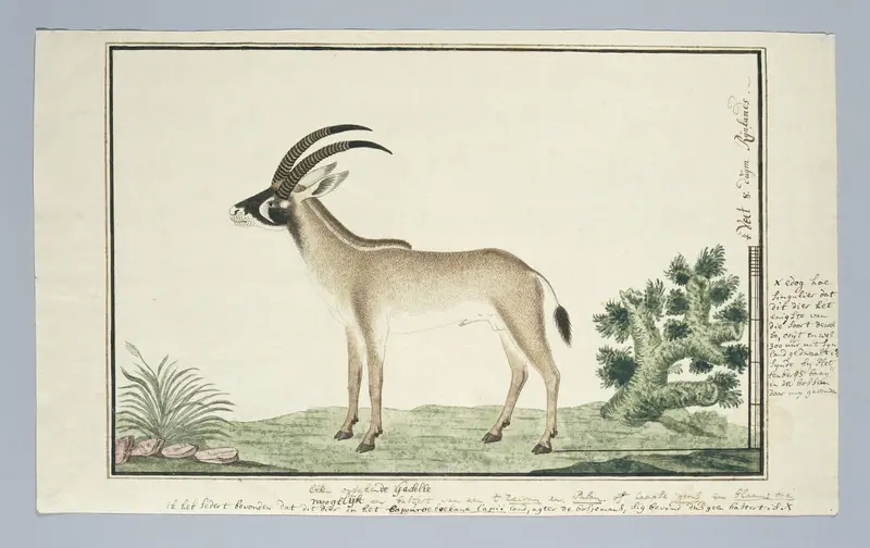 Hippotragus equinus (Roan antelope) Wall Art by Robert Jacob Gordon - High-Resolution Digital Print