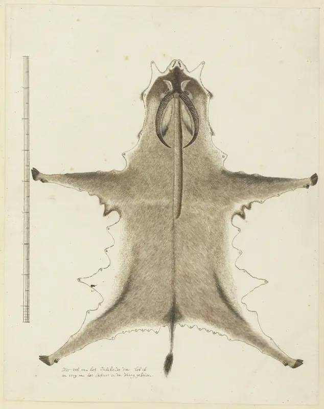 Hippotragus equinus (Roan antilope), hide Wall Art by Robert Jacob Gordon - High-Resolution Digital Print