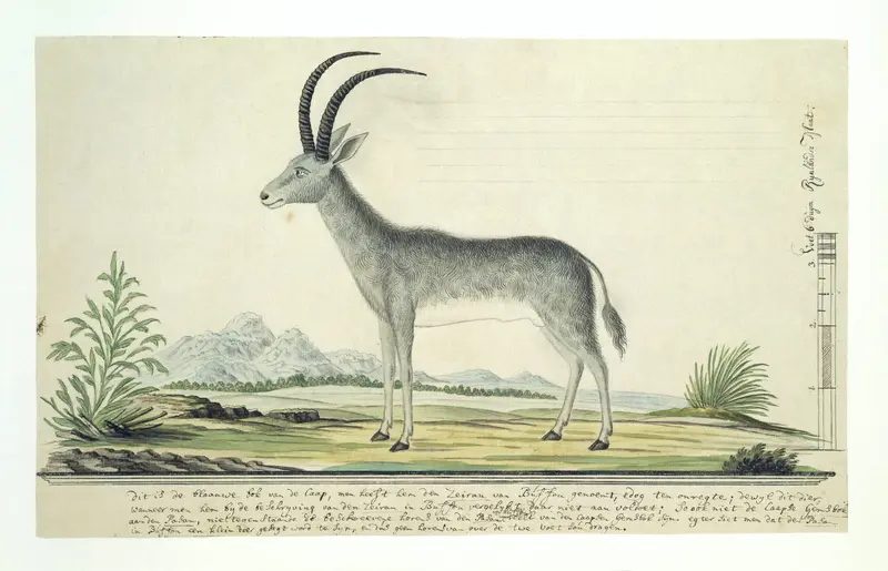 Hippotragus leucophaeus (Blauwbok) Wall Art by Robert Jacob Gordon - High-Resolution Digital Print