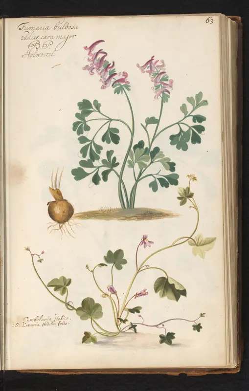 Holwortel (Corydalis bulbosa) en muurleeuwenbek (Cymbalaria muralis) Wall Art by anonymous - High-Resolution Digital Print