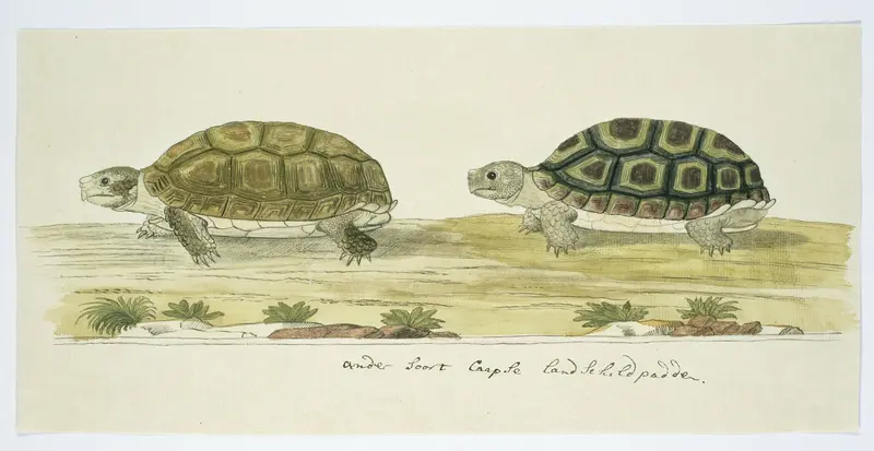 Homopus areolatus (Common padloper tortoise) Wall Art by Unknown - High-Resolution Digital Print
