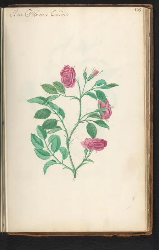 Hondsroos (Rosa canina) Wall Art by anonymous - High-Resolution Digital Print