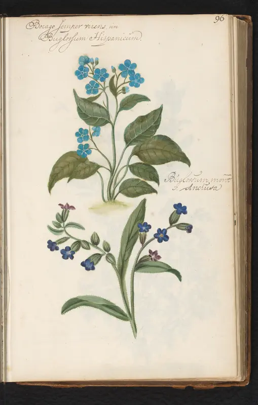 Hondstong (Pentaglottis sempervirens) en gewone ossentong (Anchusa) Wall Art by anonymous - High-Resolution Digital Print