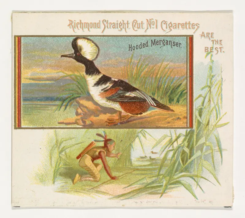 Hooded Merganser, from the Game Birds series (N40) for Allen & Ginter Cigarettes Wall Art by Allen & Ginter - High-Resolution Digital Print