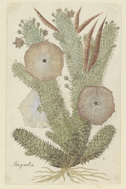 Hoodia gordonii Wall Art by Robert Jacob Gordon - High-Resolution Digital Print