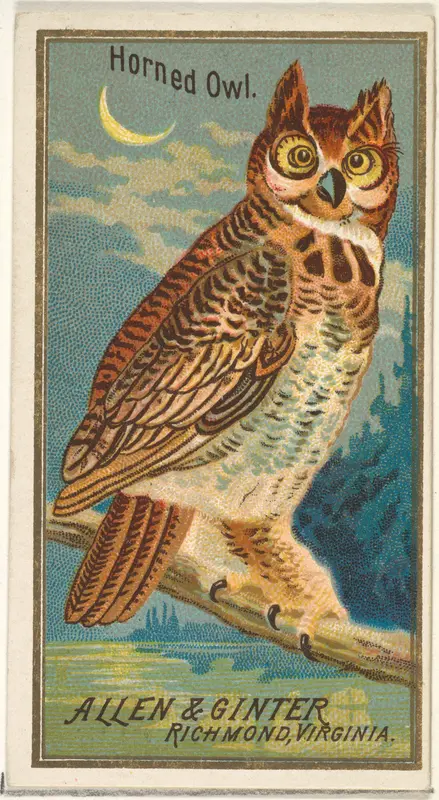 Horned Owl, from the Birds of America series (N4) for Allen & Ginter Cigarettes Brands Wall Art by Allen & Ginter - High-Resolution Digital Print