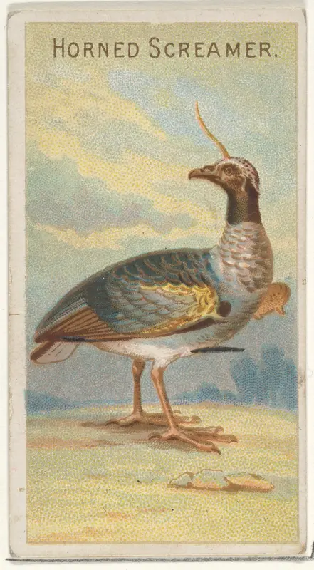 Horned Screamer, from the Birds of the Tropics series (N5) for Allen & Ginter Cigarettes Brands Wall Art by Allen & Ginter - High-Resolution Digital Print